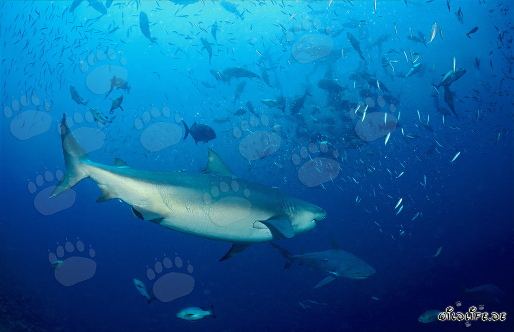 Requins taureaux et de nombreux poissons au Shark Reef