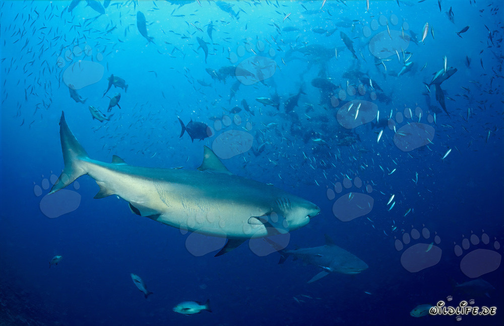Squali toro e numerosi pesci allo Shark Reef