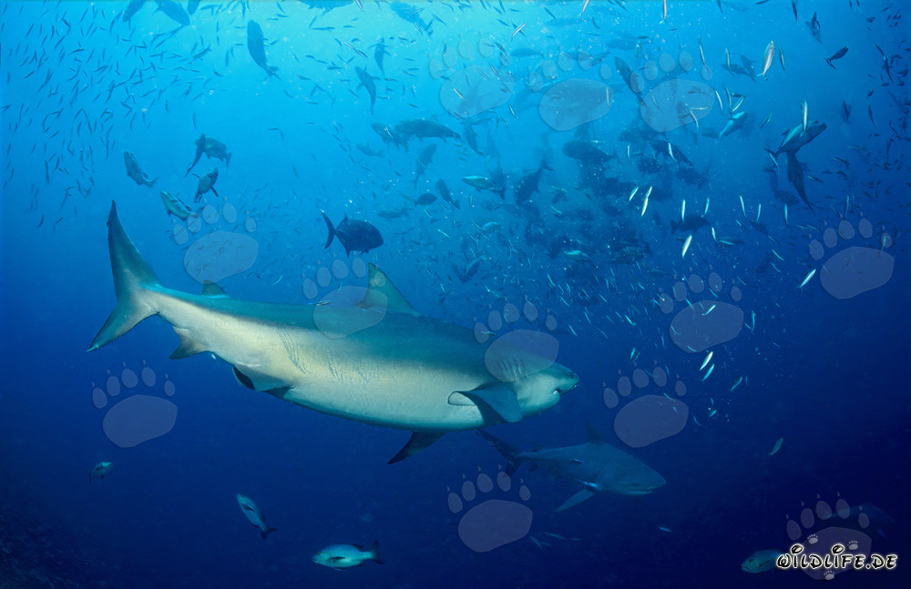 Tiburones toro y numerosos peces en Shark Reef