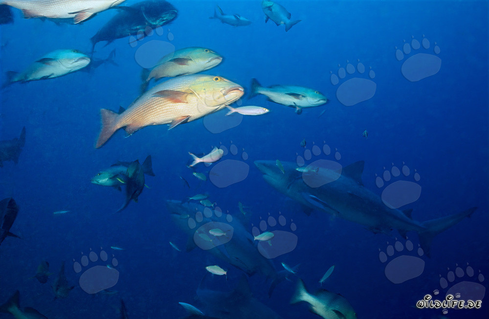 Fascinating Bull Sharks in front of Colorful Coral Reef