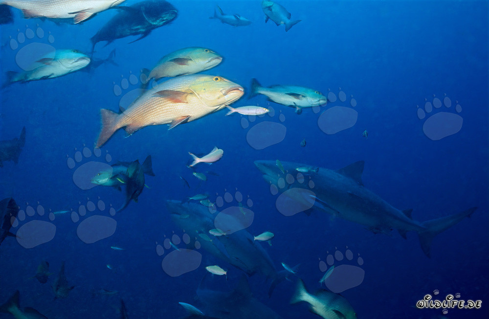 Requins taureaux fascinants devant un récif corallien coloré