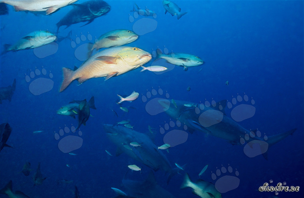 Affascinanti squali toro davanti a un colorato reef di corallo
