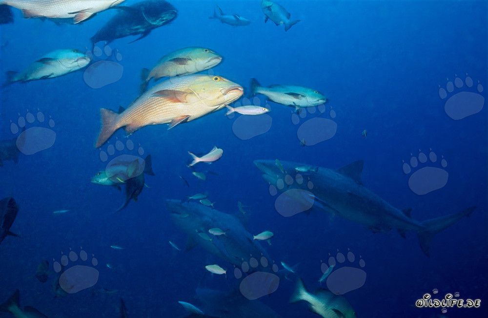 Fascinantes tiburones toro frente a un arrecife de coral colorido