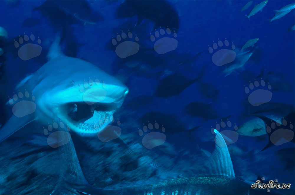 Bull Shark - Fascinating Resident of Tropical Waters