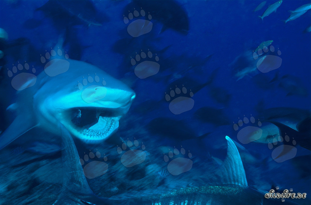 Requin taureau - Fascinant habitant des eaux tropicales