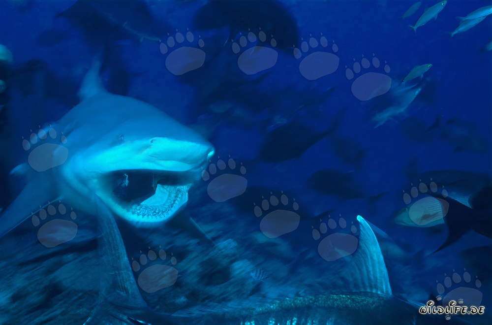 Squalo toro - Affascinante abitante delle acque tropicali