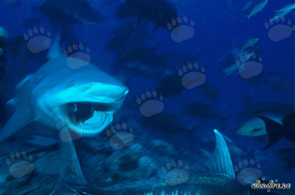 Tiburón toro - Fascinante habitante de las aguas tropicales