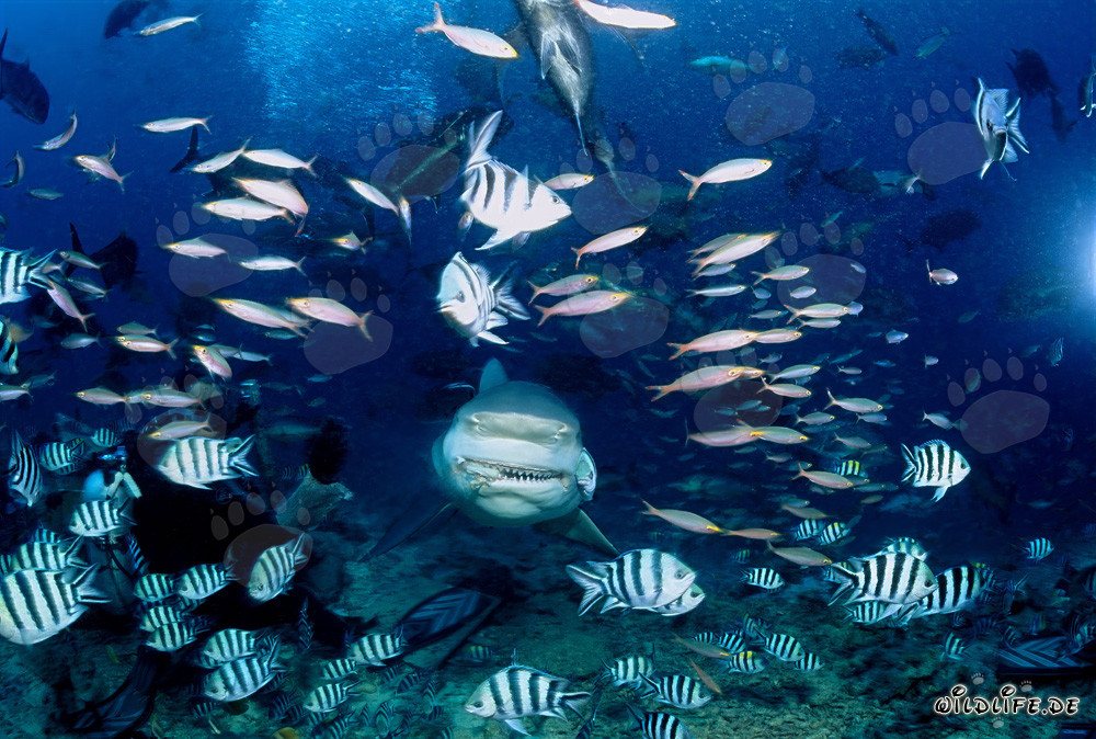 Requin taureau imposant nage directement vers l'observateur