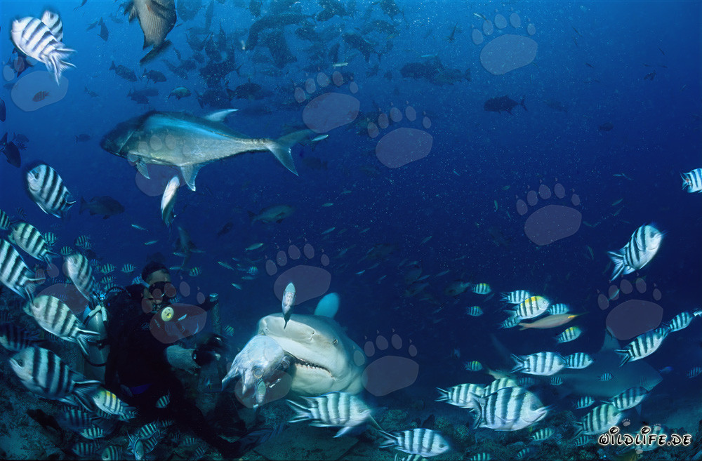 Bull Shark with baitfish