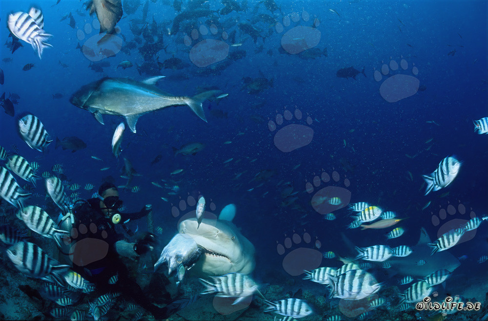 Requin taureau avec appât