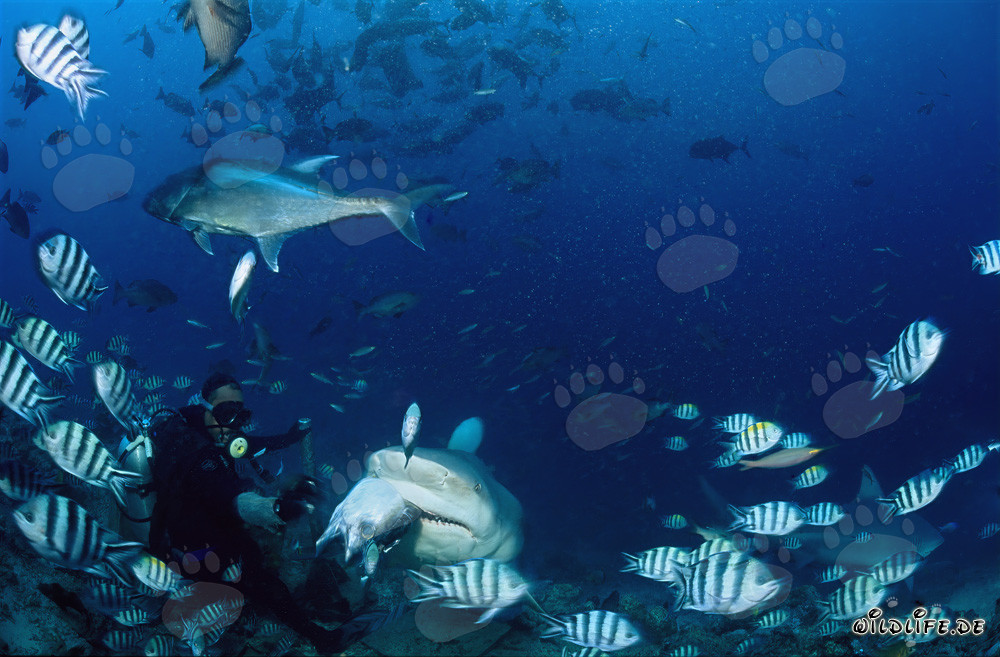 Tiburón toro con cebo