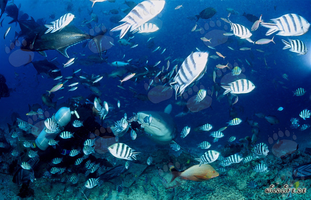 Fascinating Encounter: Bull Shark, Divers, and a Variety of Reef Fish