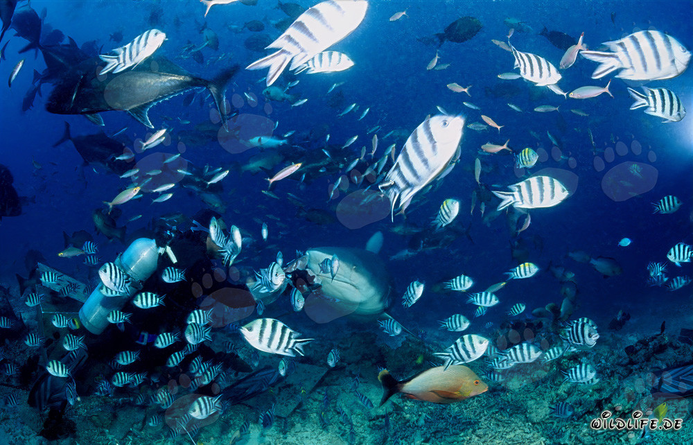 Rencontre fascinante : requin taureau, plongeur et une variété de poissons de récif