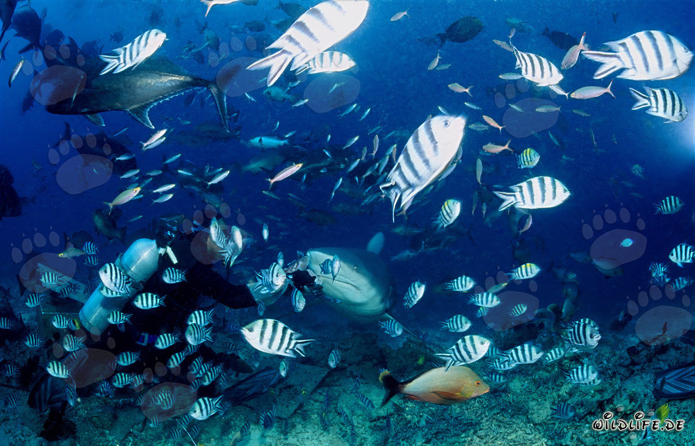 Encuentro fascinante: tiburón toro, buceador y una variedad de peces de arrecife