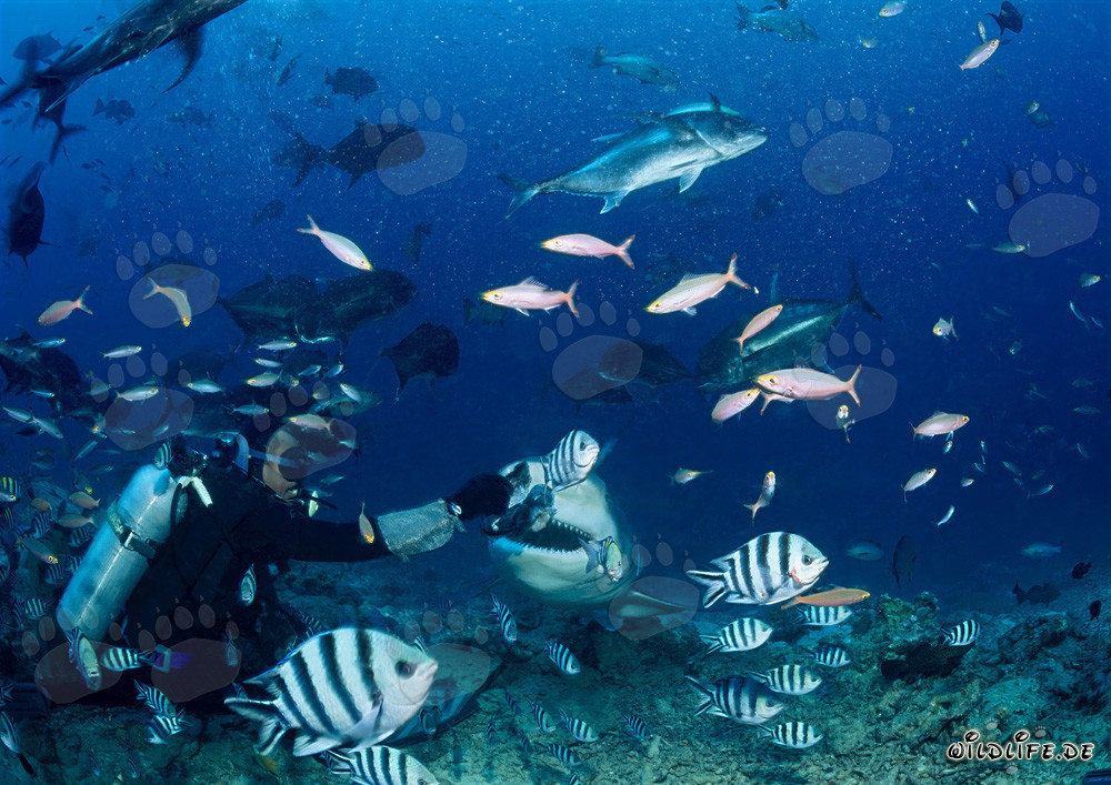 Encuentro fascinante: buceador e imponente tiburón toro en Beqa Lagoon, Fiji
