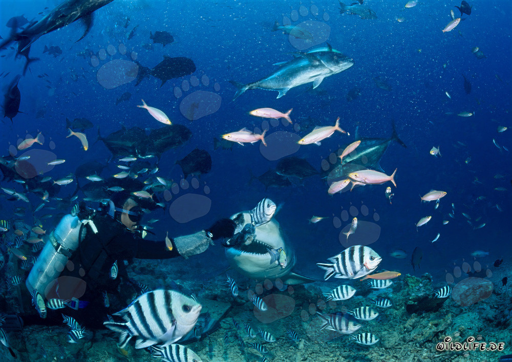 Fascinating Encounter: Diver and Majestic Bull Shark in Beqa Lagoon, Fiji