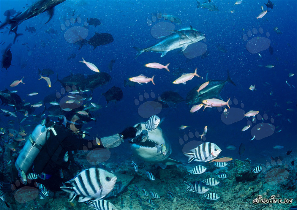 Rencontre fascinante : plongeur et impressionnant requin taureau à Beqa Lagoon, Fidji