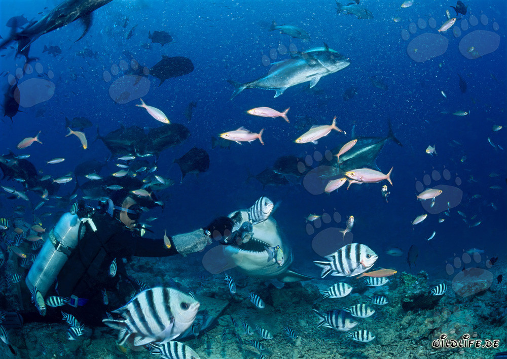 Incontro affascinante: subacqueo e imponente squalo toro a Beqa Lagoon, Fiji