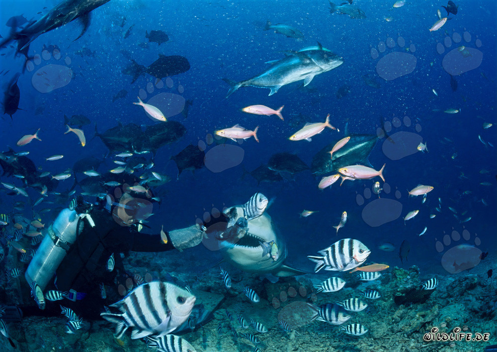 Faszinierendes Treffen: Taucher und imposanter Bullenhai in Beqa Lagoon, Fiji