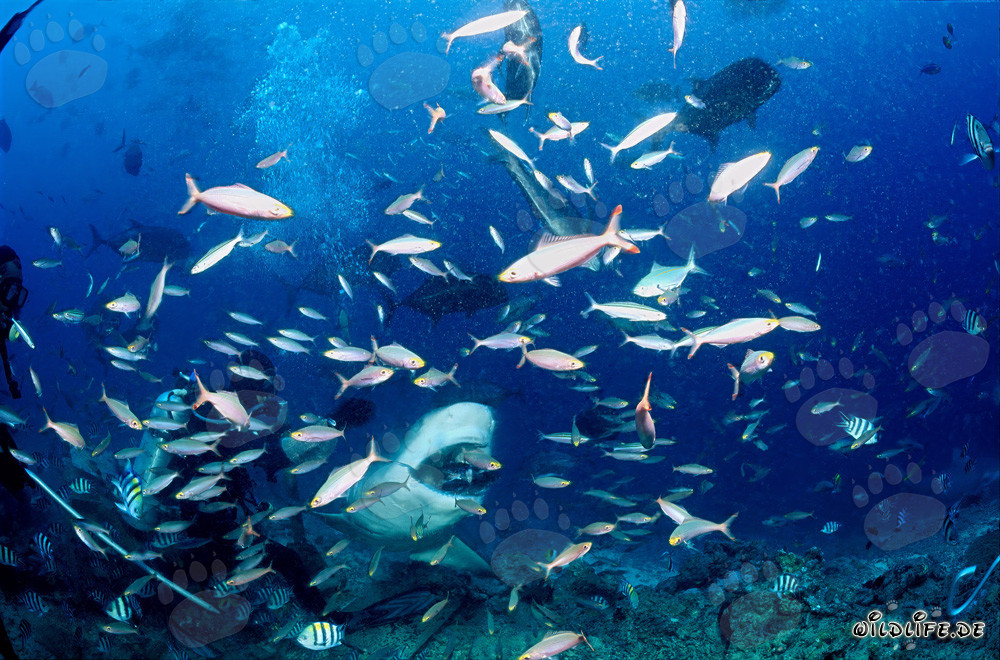 Impressive Bull Shark with Fish Bait in Beqa Lagoon, Fiji