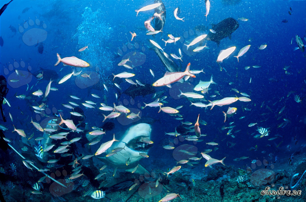 Imposanter Bullehai mit Fischköder in Beqa Lagoon, Fiji