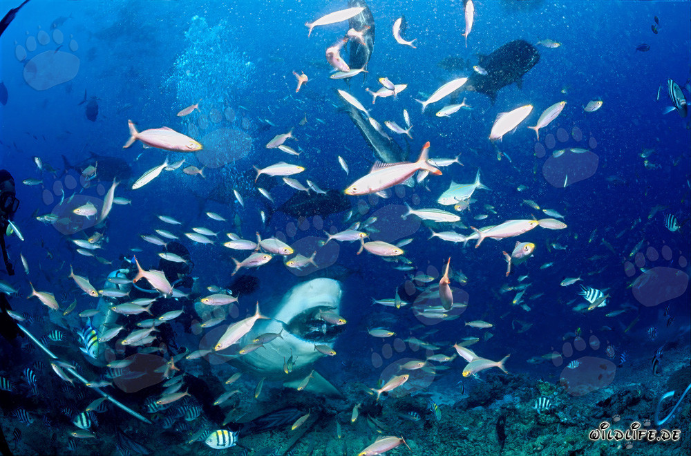 Requin-bouledogue imposant avec appât à poissons à Beqa Lagoon, Fidji