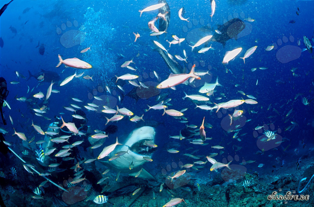 Imponente squalo toro con esca per pesci a Beqa Lagoon, Figi