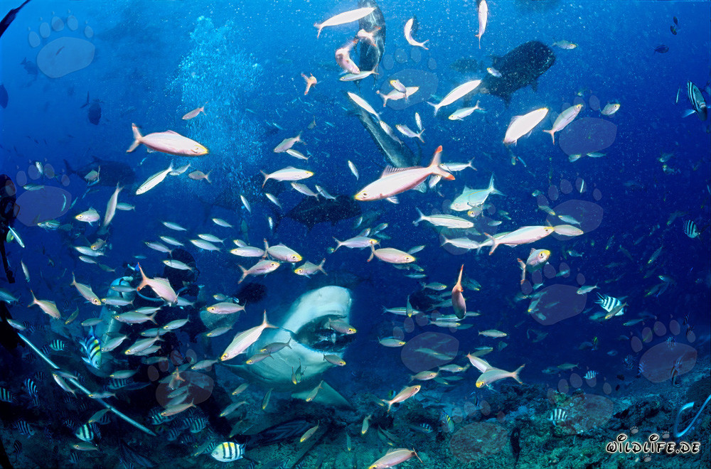 Tiburón toro imponente con cebo de pescado en Beqa Lagoon, Fiji