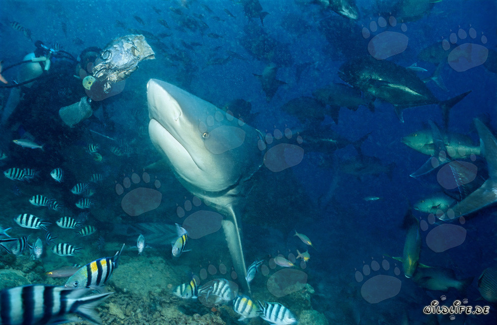 Bull shark at the fish bait in Beqa Lagoon, Fiji