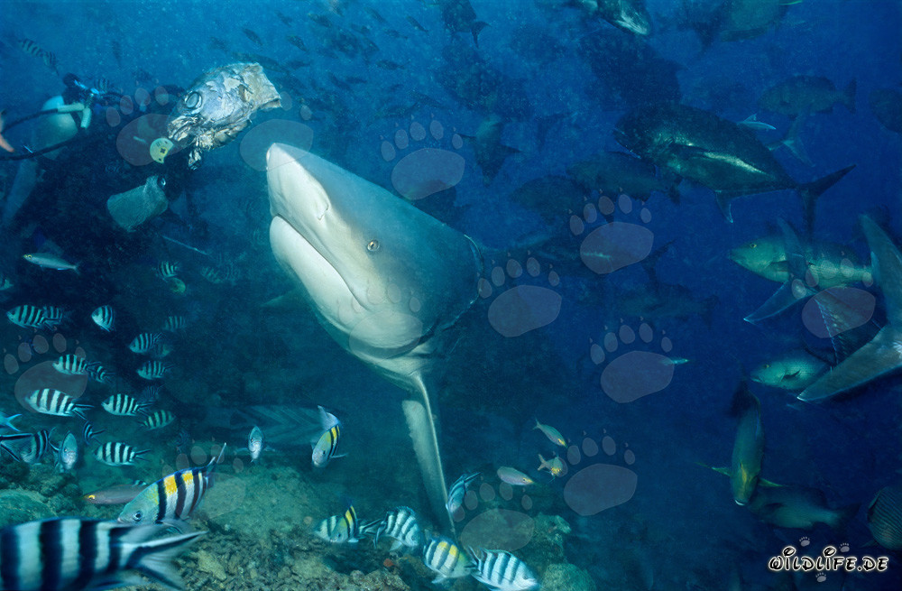 Requin taureau attiré par l'appât à Beqa Lagoon, Fidji