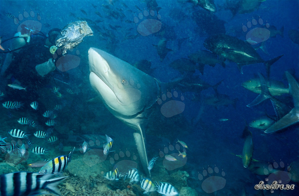Squalo toro attratto dall'esca a Beqa Lagoon, Figi