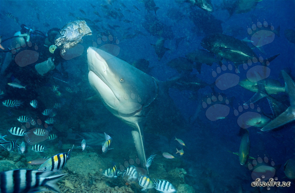 Tiburón toro atraído por el cebo en Beqa Lagoon, Fiji
