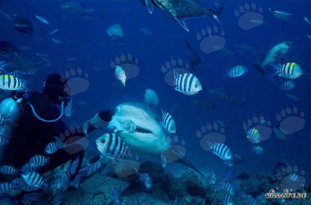 Fascinating bull shark with fish bait and transmitter in Beqa Lagoon, Fiji