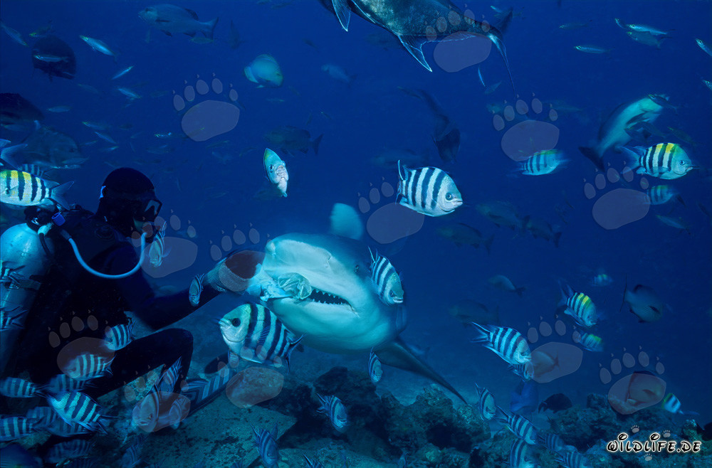 Requin-taureau fascinant avec appât et émetteur dans le lagon de Beqa aux Fidji