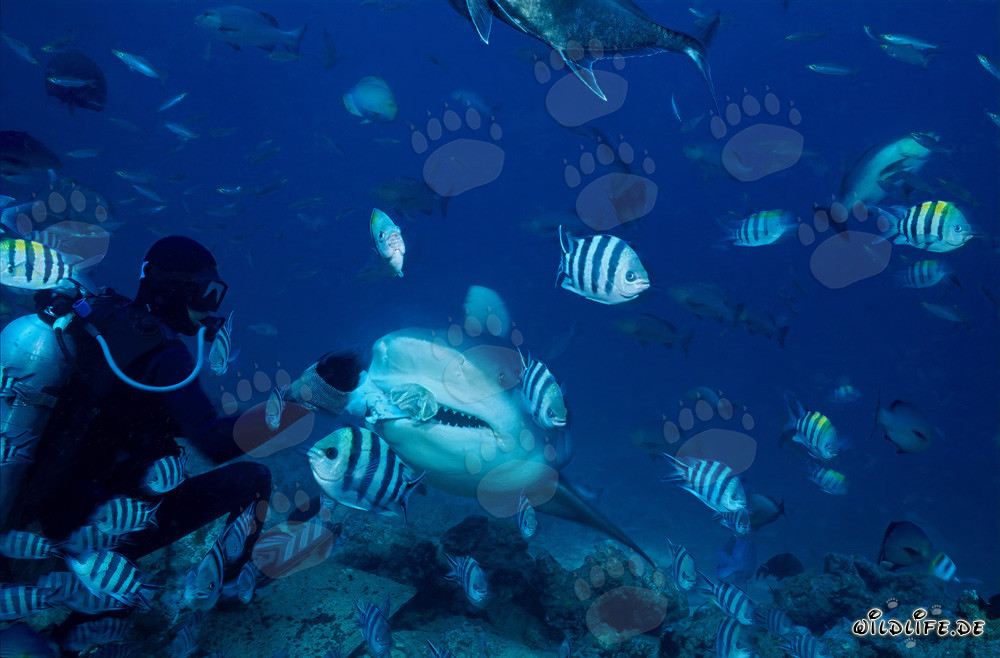 Affascinante squalo toro con esca e trasmettitore nella laguna di Beqa alle Figi