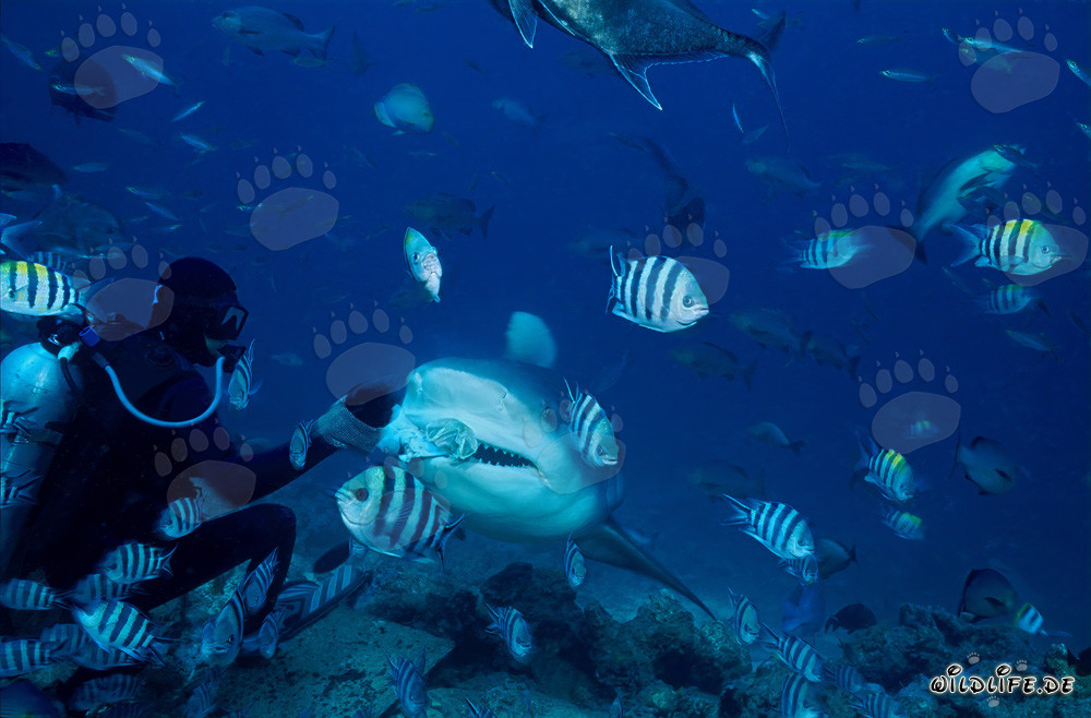 Tiburón toro fascinante con cebo y transmisor en la laguna de Beqa en Fiji