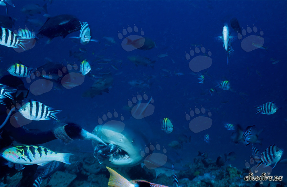 Bull Shark – Majesty of the Seas with Colorful Reef Fish