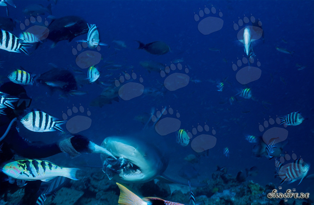 Bullenhai – Majestät der Meere mit farbenfrohen Korallenfischen
