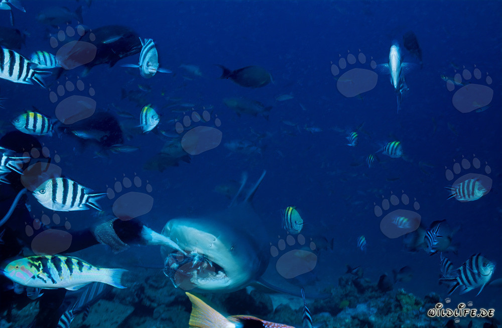 Requin taureau - Majesté des mers avec des poissons coralliens colorés