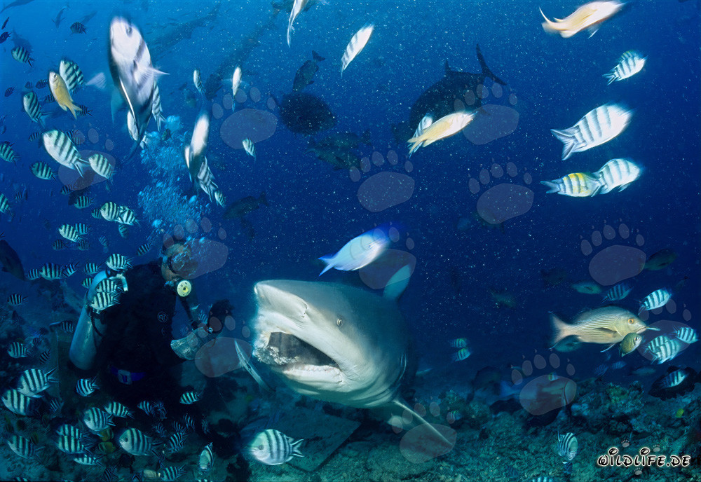 Requin taureau mordant l'appât de poisson dans le lagon de Beqa aux Fidji