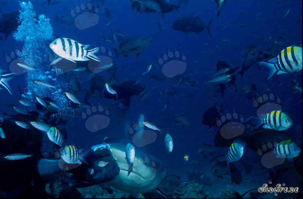 Majestic Bull Shark surrounded by Fusiliers and Indo-Pacific Sergeant Fish