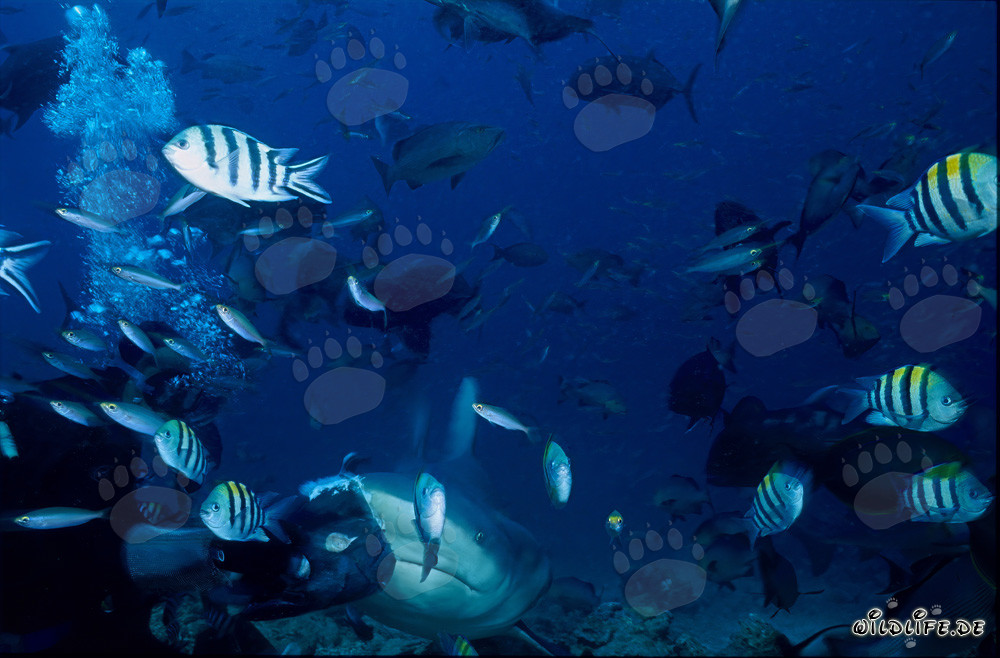 Requin taureau impressionnant entouré de fusiliers et de sergents indo-pacifiques