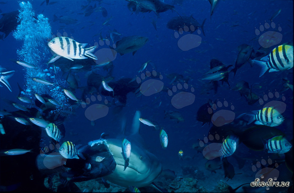 Imponente squalo toro circondato da fucilieri e sergenti indopacifici