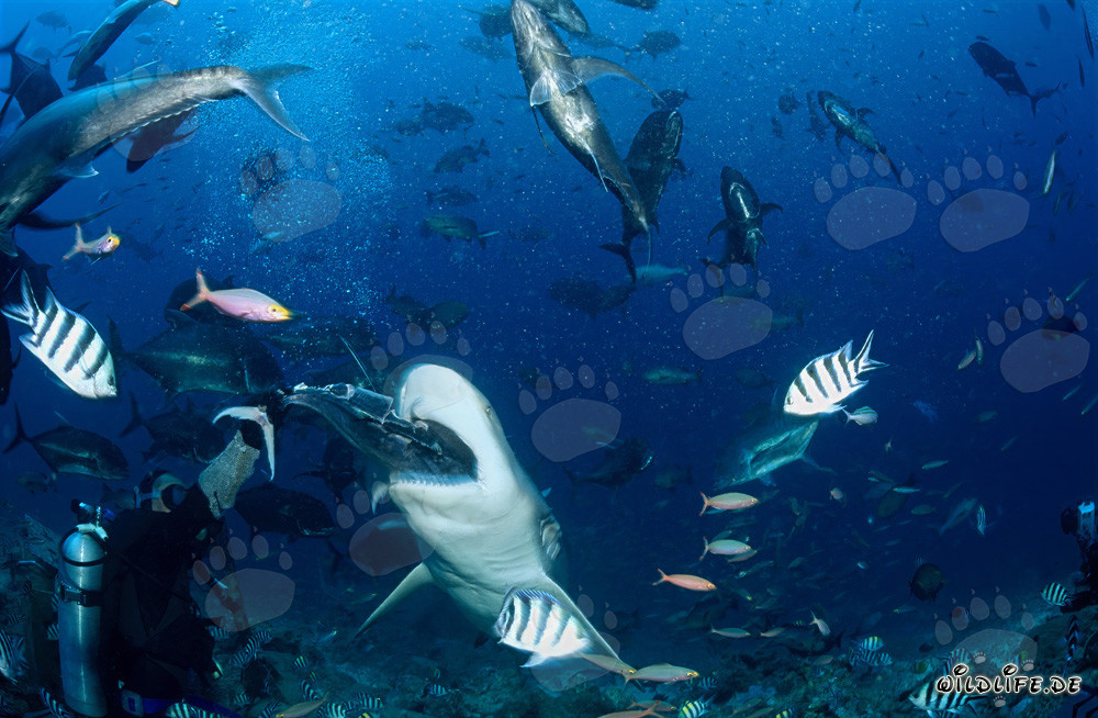 Bull Shark opens its mouth for the baitfish in the Beqa Lagoon, Fiji