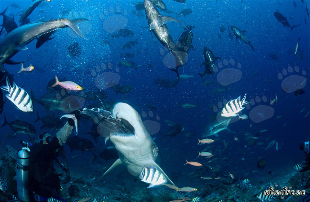 Requin taureau ouvre sa gueule pour le poisson-appât dans la lagune de Beqa, Fidji