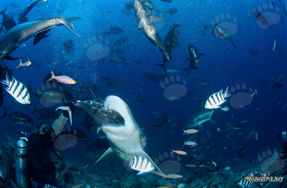 Squalo toro apre la bocca per il pesce esca nella laguna di Beqa, Figi