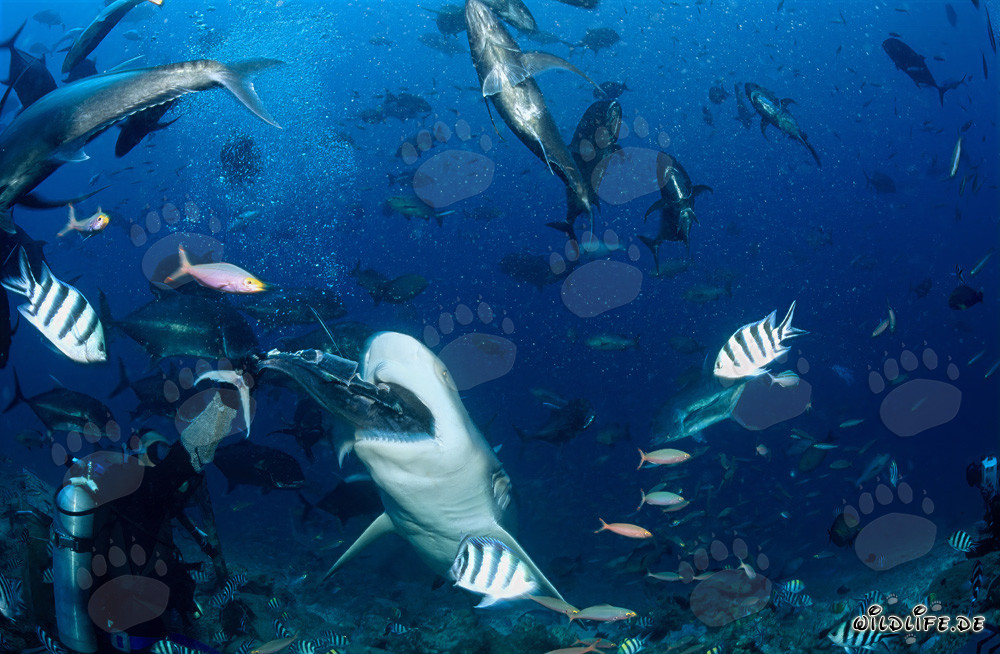 Tiburón toro abre su boca para el pez cebo en la laguna de Beqa, Fiji