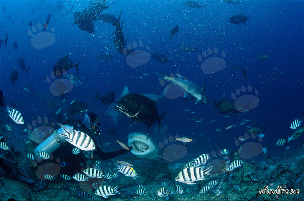 Fascinating bull shark with open mouth in Beqa Lagoon, Fiji