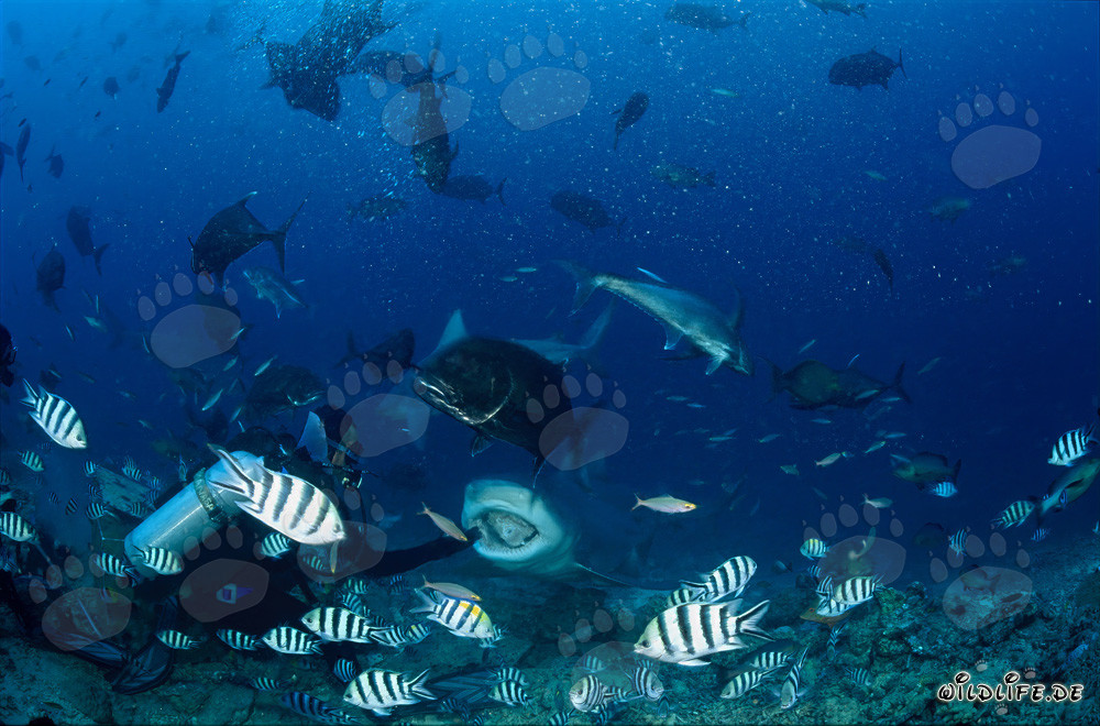 Requin taureau fascinant avec la gueule ouverte à Beqa Lagoon, Fidji
