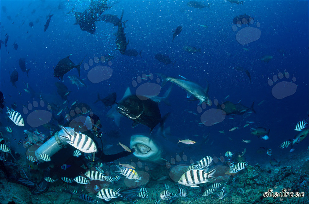 Affascinante squalo toro con la bocca aperta a Beqa Lagoon, Figi